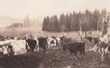 Shattuck dairy - 30 cows, tall stump
