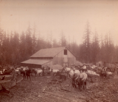 Shattuck Dairy - barnyard,milk wagons, log road