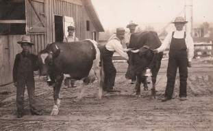 Shattuck Dairy - two cows w bells