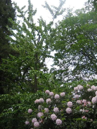 Schanen-Zolling dove tree (Davidia Involucata)