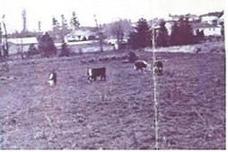 Marugg dairy farm was active in the 1940s and 50s