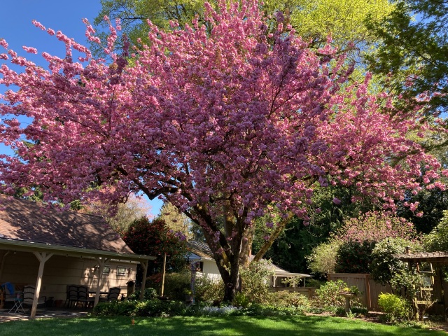 Cherry tree blooming in late April